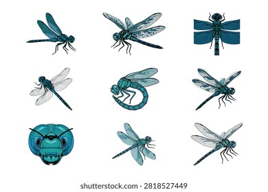 A beautiful collection of nine hand drawn blue and green dragonfly illustrations displayed on a clean white background. This detailed set features various flying poses side views and a close up of an insect head with intricate texture for creative graphic projects.