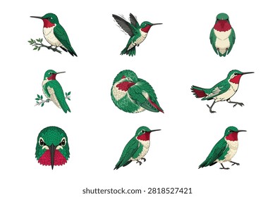 A beautiful collection of nine ruby throated hummingbird illustrations depicted in different dynamic and resting poses on a clean white background. This detailed design set features textured green and red plumage ideal for embroidery patterns or nature crafts.