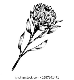 Beautiful collection of protea exotic tropical flower. line art. Design for print, textile, cards. - Vector illustration Vector Illustration. Realistic , for cards, posters, postcard design, logo, for