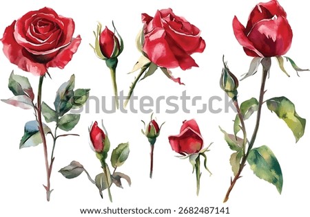 A beautiful collection of red roses in full bloom and developing buds, rendered in a delicate watercolor style. Perfect for creating romantic invitations, greeting cards, and elegant floral themes.