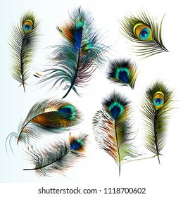 Beautiful collection of vector realistic peacock feathers