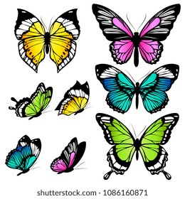 beautiful color butterflies,set, isolated  on a white