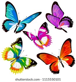 beautiful color butterflies,set, isolated  on a white