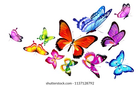 beautiful color butterflies,set, isolated  on a white