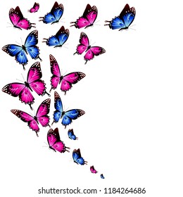 beautiful color butterflies,set, isolated  on a white