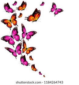beautiful color butterflies,set, isolated  on a white