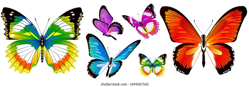 beautiful color butterflies,set, isolated  on a white