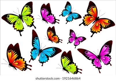 bellas mariposas color 