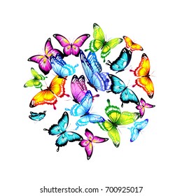 beautiful color butterflies,set, isolated  on a white