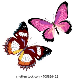 beautiful color butterflies,set, isolated  on a white