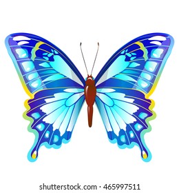 beautiful color butterfly, isolated on a white 