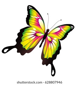 beautiful color  butterfly, isolated  on a white