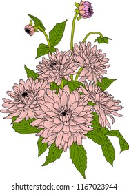beautiful color  dahlia flowers  isolated on background. Hand-drawn contour lines. for greeting cards and invitations of wedding, birthday, mother's day and other seasonal holiday