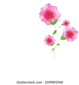 beautiful color flowers, isolated on a white