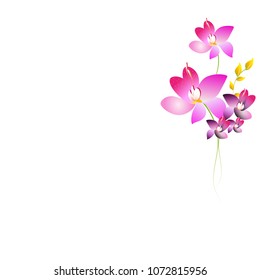 beautiful color flowers, isolated on a white