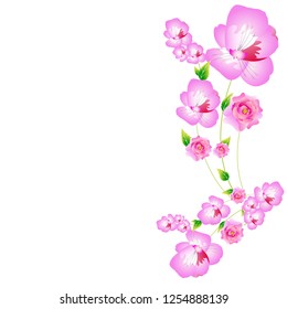 beautiful color flowers, isolated on a white
