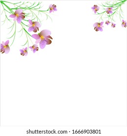 beautiful color flowers, isolated on a white