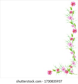beautiful color flowers, isolated on a white