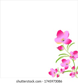 beautiful color flowers, isolated on a white