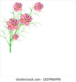 beautiful color flowers, isolated on a white