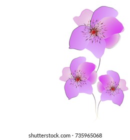 beautiful color flowers, isolated on a white