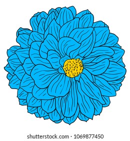 Beautiful color sketch, dahlia flower on a white background