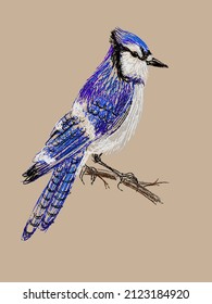 302 Blue jay sketch Images, Stock Photos & Vectors | Shutterstock