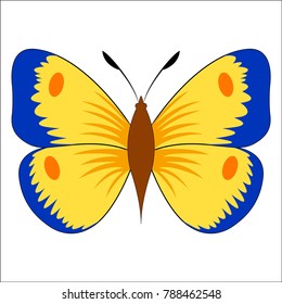 Beautiful colored butterfly. Blue, yellow and orange colors. Flat image.