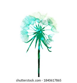 Beautiful colored dandelion. Vector illustration