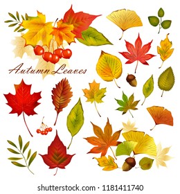 Beautiful colorful autumn leaves isolated on white background. Vector illustration.