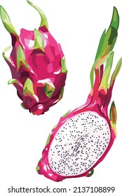 Beautiful colorful dragon fruit. Vector art.