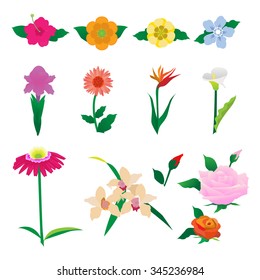 Beautiful colorful flowers vector