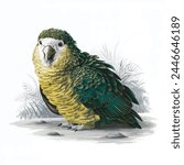 Beautiful Colorful Kakapo Parrot Vector Illustration on a Plan White Background, The kakapo is a nocturnal, flightless parrot, Wild endemic flightless Kakapo Parrot Endemic to New Zealand, Owl Parrot