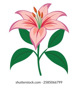  Beautiful colorful Lily Flower  vector art 