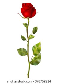 Beautiful colorful red Rose Flower isolated on white background. EPS 10 vector file included