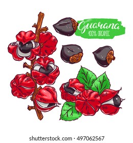 Beautiful colorful set of guarana. hand-drawn illustration