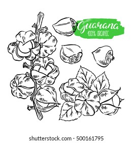 Beautiful colorful set of sketch guarana. hand-drawn illustration