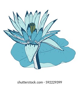 beautiful colorful Water lily flower isolated. Hand-drawn spring color flower. design greeting card and invitation of the wedding, birthday, Valentine's Day, earth day, spring day, mother's day