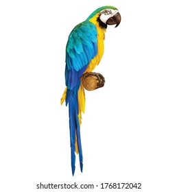 Beautiful colorful(blue) parrot Ara Macaw
