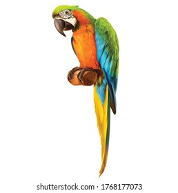 Beautiful colorful(Green) parrot Ara Macaw
