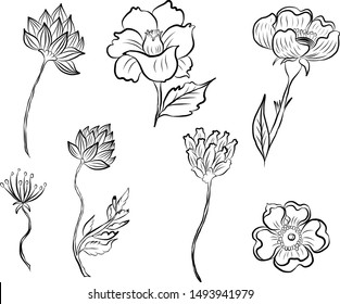 Beautiful coloring flower vector set.outline flower collection. 