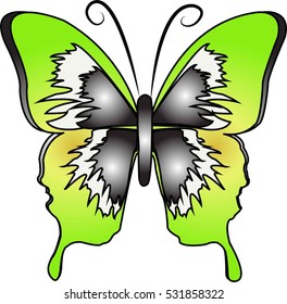 Beautiful colors of a butterfly. vector