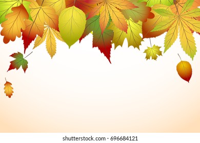 beautiful colourful autumn leaves, back to school stock vector illustration background