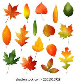  Beautiful colourful autumn leaves.Vector illustration
