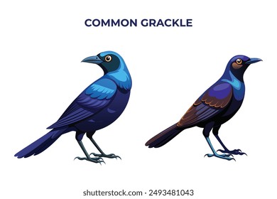 Beautiful Common Grackle on white background vector illustration