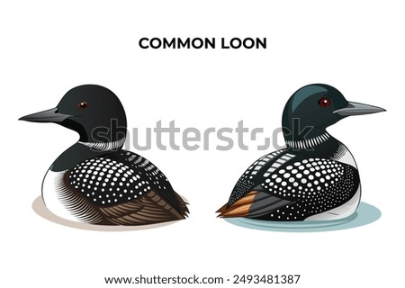 Beautiful Common Loon on white background vector illustration