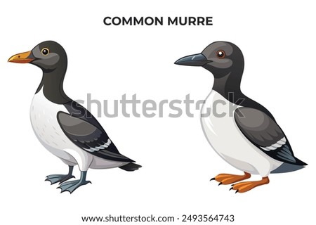 Beautiful Common Murre on white background vector illustration