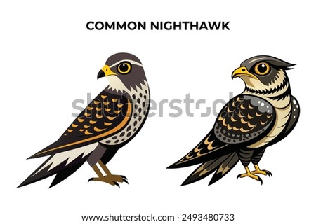 Beautiful Common Nighthawk on white background vector illustration