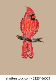 Beautiful common northern red cardinal bird sit on the branch,sketched by hand in vector and isolated on a craft background.Imitation of color pencil,realistic style,a page from a bird-watching book