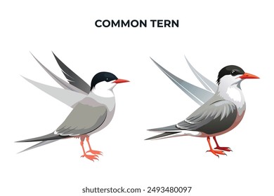 Beautiful Common Tern on white background vector illustration